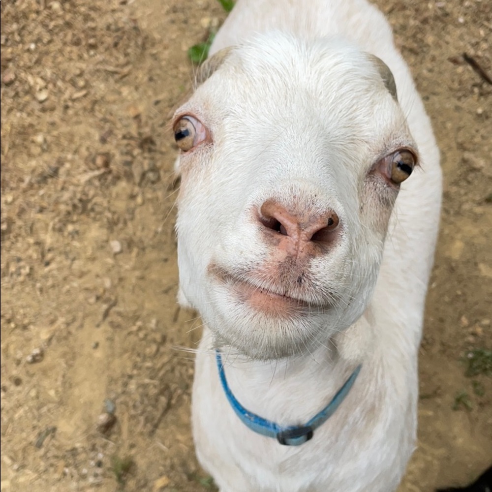 Meet your Posher, Lewis